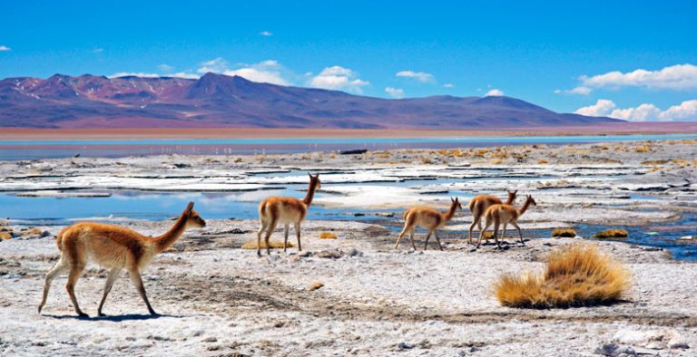 reserva-nacional-de-fauna-andina-eduardo-abaroa